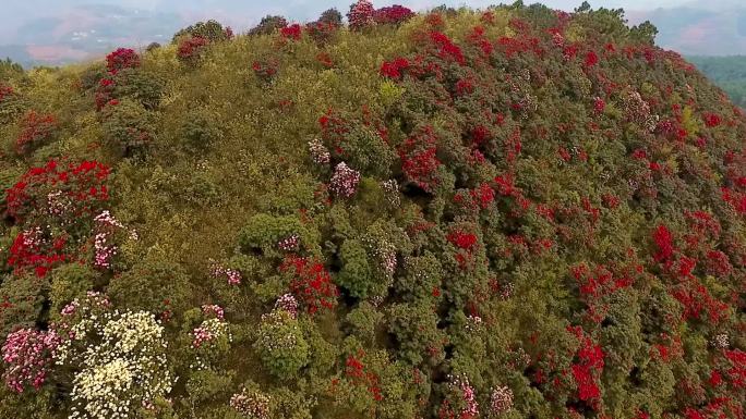 黑尖山花海松林航拍064