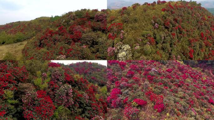 黑尖山花海松林航拍064