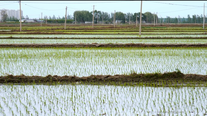 农业水稻苗稻苗生长