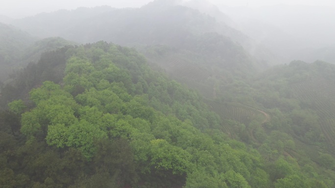 4K高清航拍雾气环绕茶山