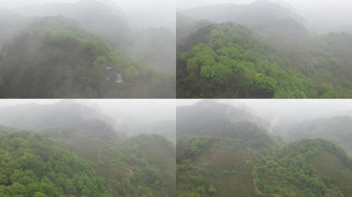 4K高清航拍雾气环绕茶山
