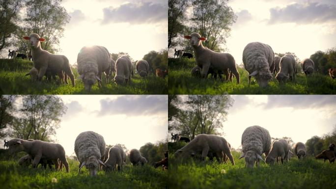 在草地上吃草的羊自然羊树