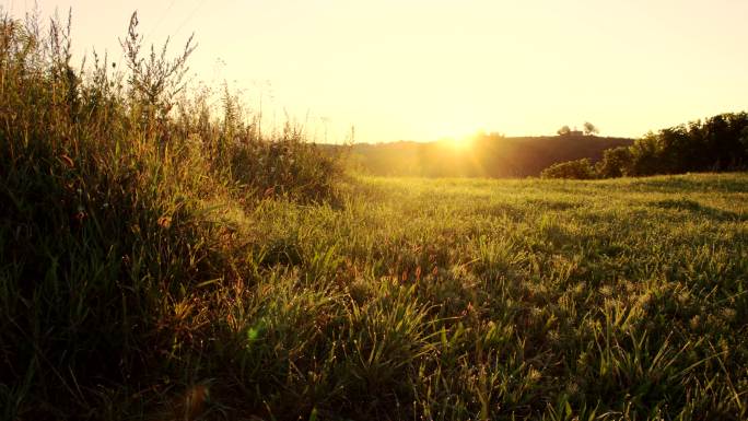 黎明的绿色草地