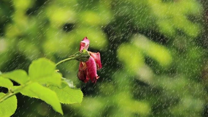 雨打残花