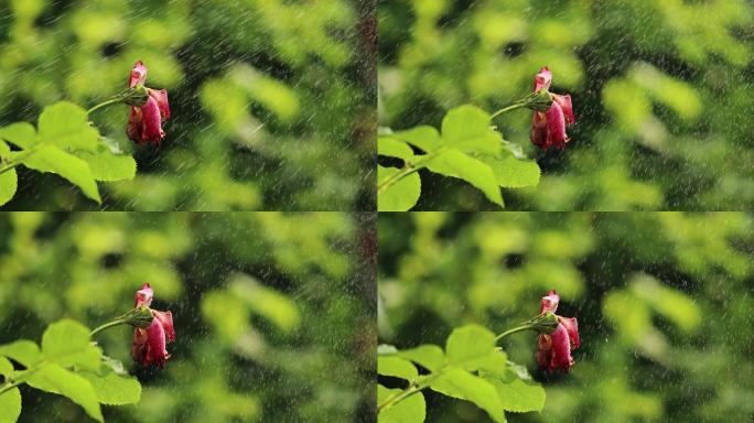 雨打残花