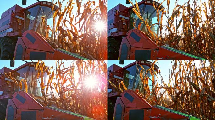 莫联合收割机在阳光下切割玉米秸秆