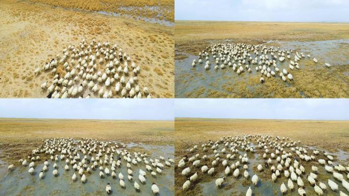 金色草原羊群奔跑4K航拍视频