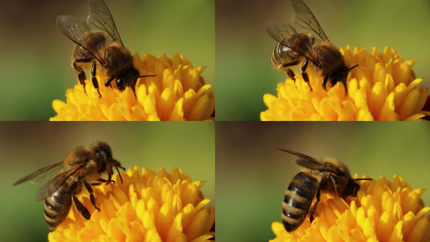 蜜蜂授粉花