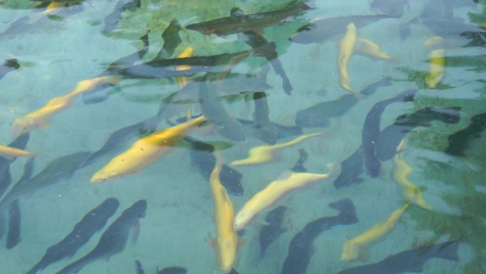 水产养殖-鳟鱼金鳟鱼虹鳟鱼