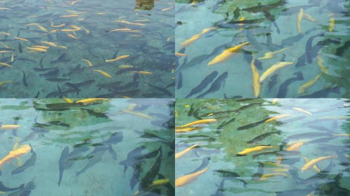 水产养殖-鳟鱼金鳟鱼虹鳟鱼