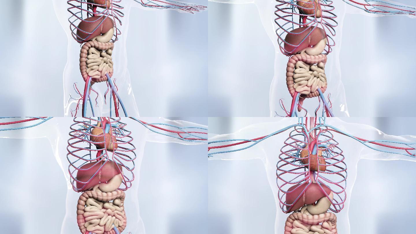常委血管人体内脏AE