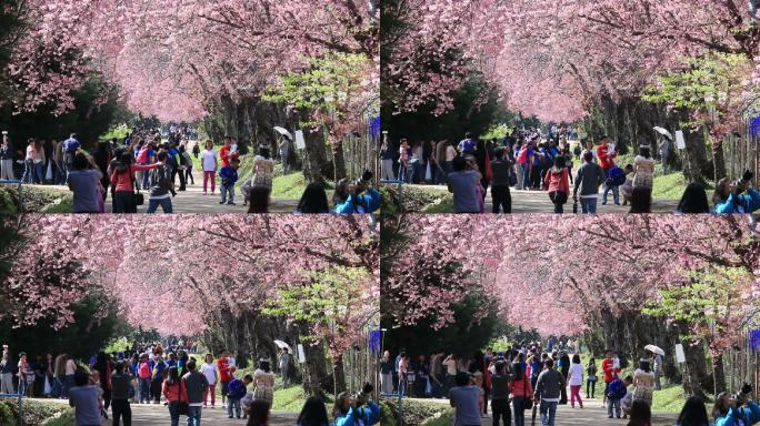 游客们在欣赏春天的樱花