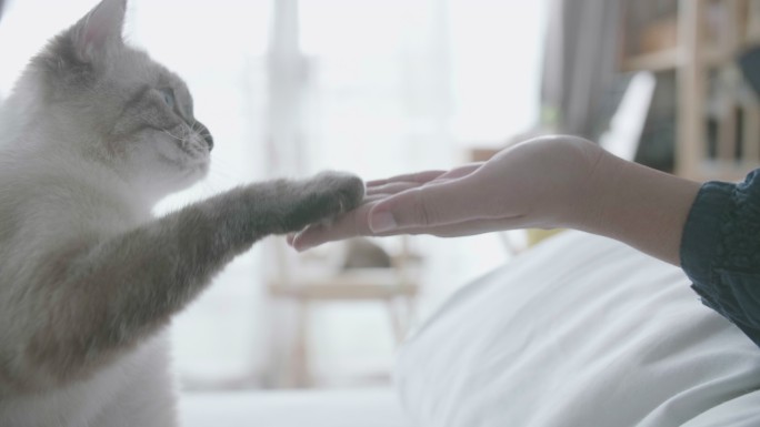 女子用猫粮训练猫握手
