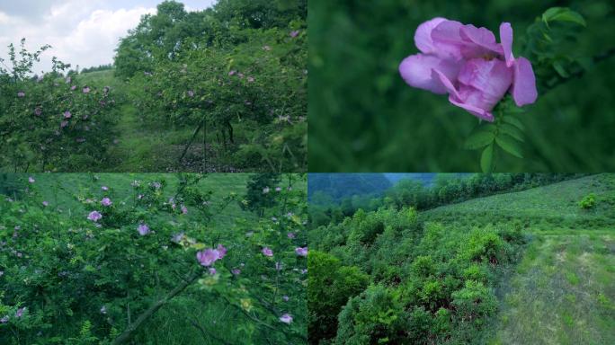 实拍刺梨花开 刺梨山 满山刺梨 绿色刺梨