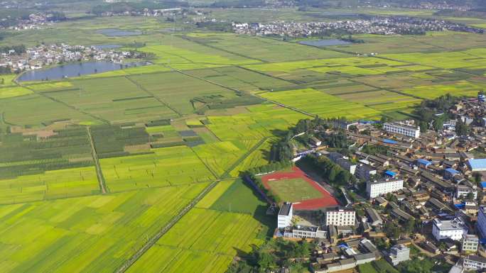 稻田航拍