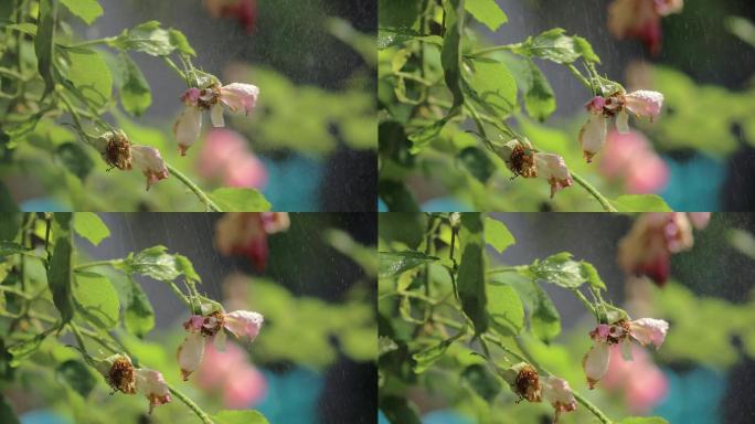 雨中鲜花凋零