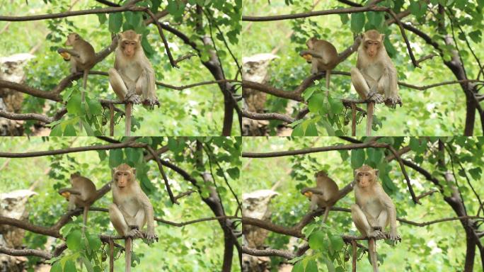 猴子坐在树枝上野生动物世界国家保护自然非