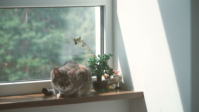 窗户。猫躺在靠近窗户的窗台上
