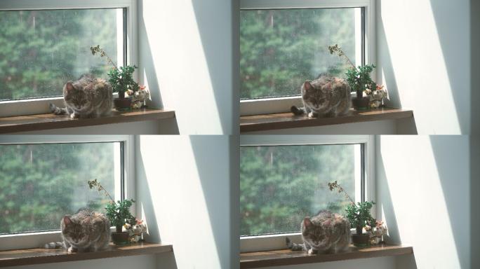 窗户。猫躺在靠近窗户的窗台上