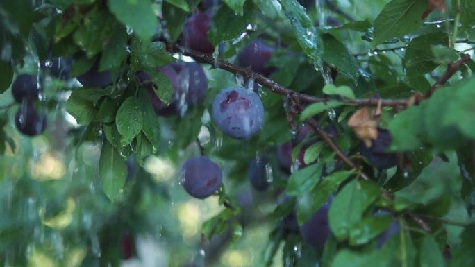 特写雨天的李子树。