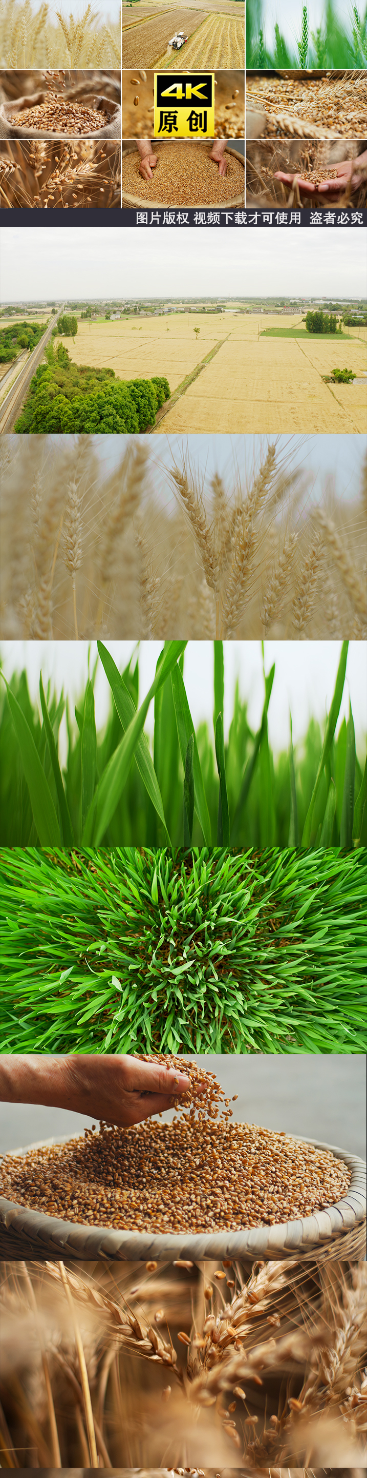 小麦农业麦田麦子麦穗农业农田丰收芒种粮食