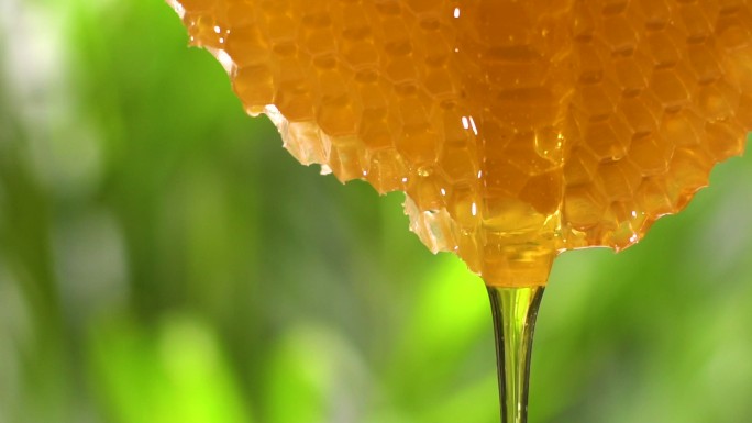 蜂蜜从蜂巢中流出蜂蜜流淌