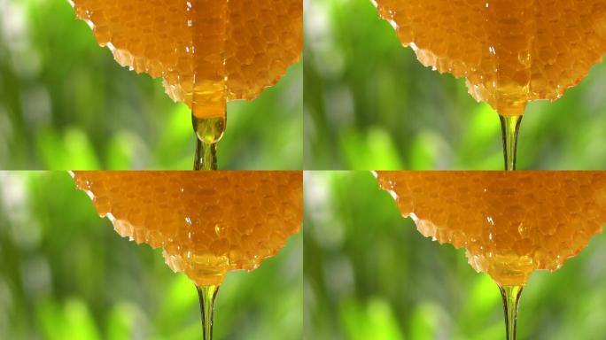 蜂蜜从蜂巢中流出蜂蜜流淌