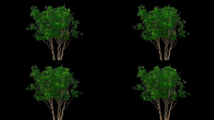 原创风吹树叶带通道