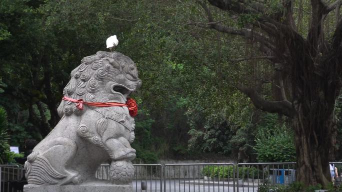 深圳弘法寺门前石狮子头上的鸽子