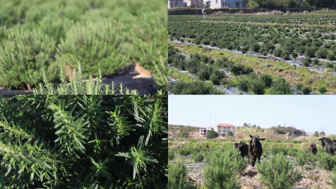 实拍迷迭香黑山羊