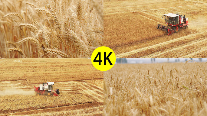 小麦丰收