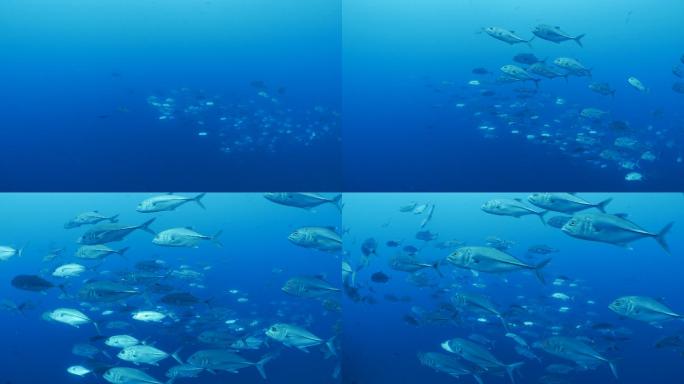 海底鱼群海底世界美人鱼三亚潜水深海鱼群各