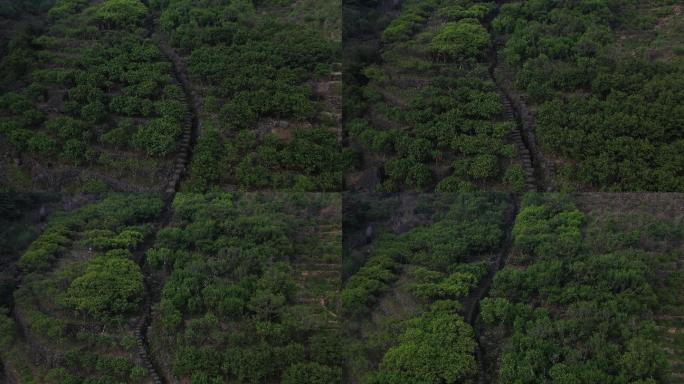 4K高清航拍沿途而上茶山