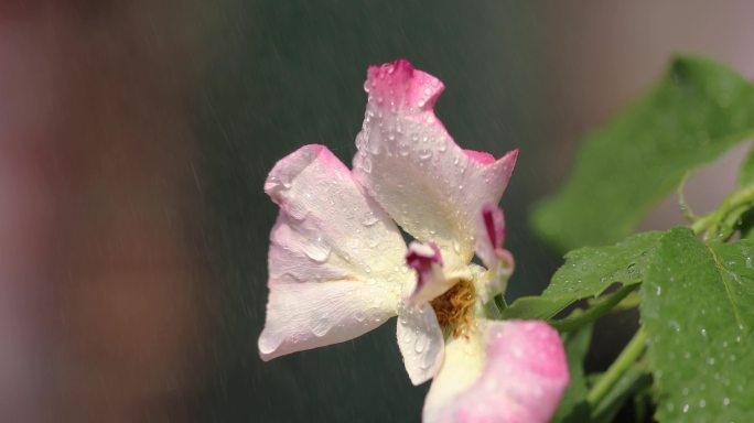 雨中凋谢的月季花