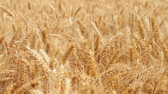 成熟的麦子麦穗