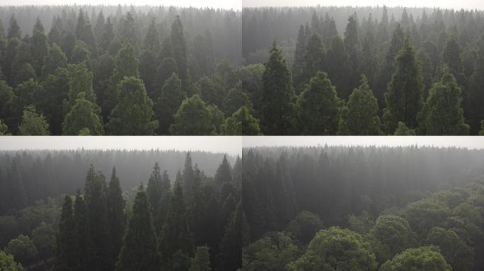 4K原素材-航拍夏季成片森林林地