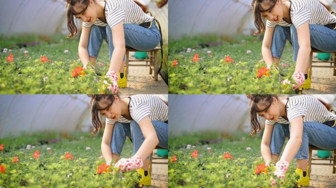 在打理花圃的女人花园后花园种花