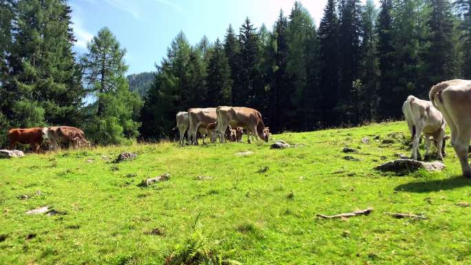 阿尔卑斯山区的家畜