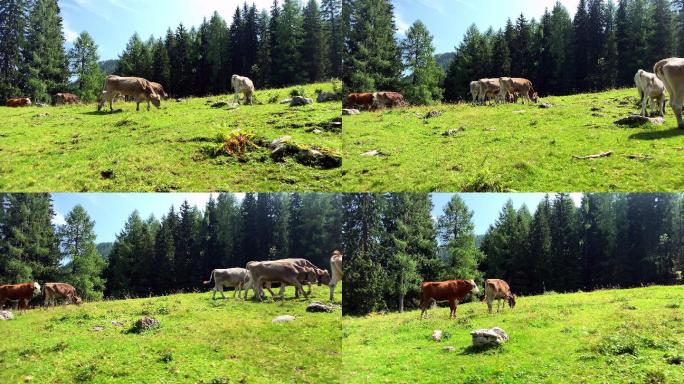 阿尔卑斯山区的家畜