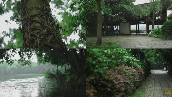 雨季杭州西湖绿植特写小景