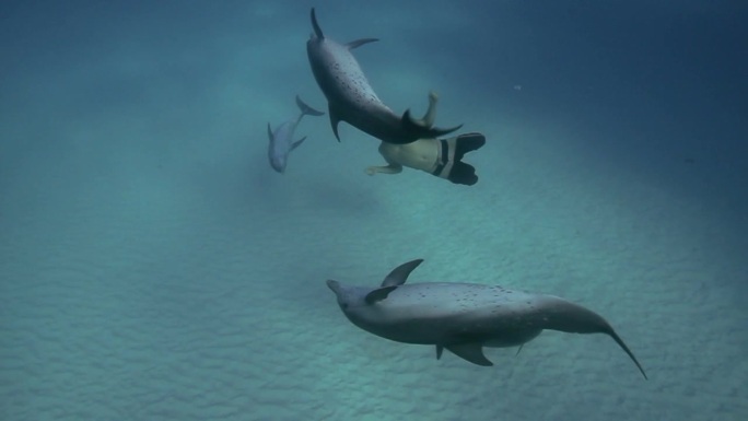海豚和潜水者