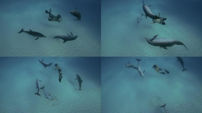 海豚和潜水者