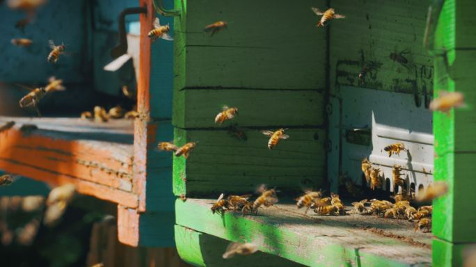 进入蜂箱的蜜蜂