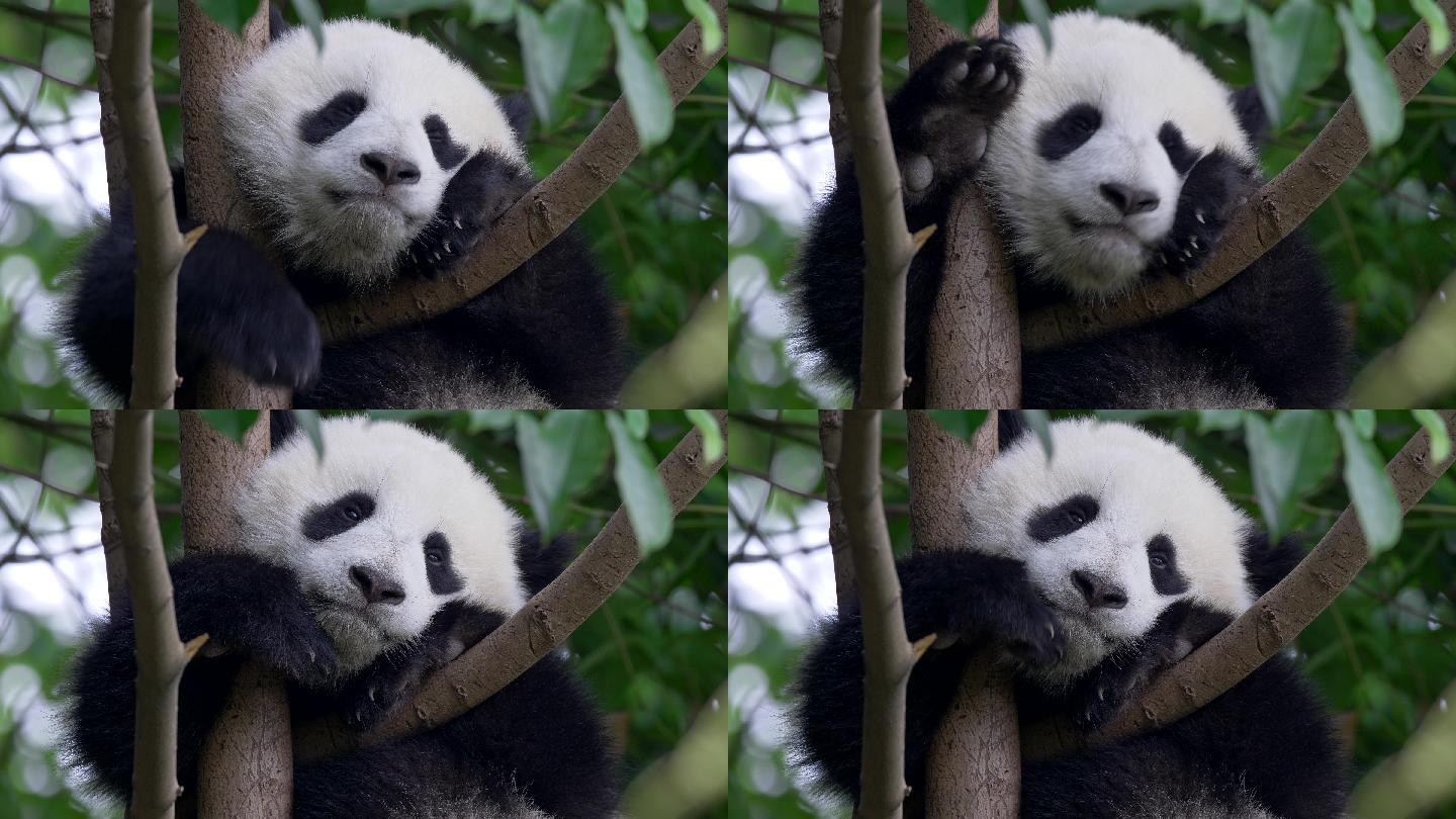 树上可爱的熊猫宝宝。