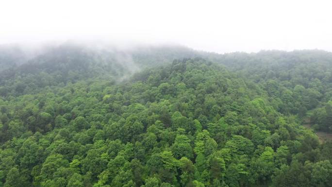 航拍绿色生态青山植被风光