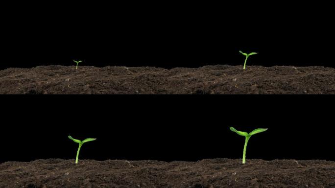 【带通道】植物幼苗种子发芽生长破土而出钻
