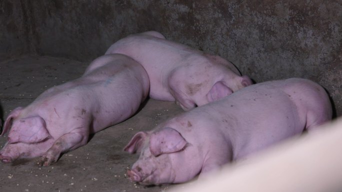 猪动物养殖灰片基地