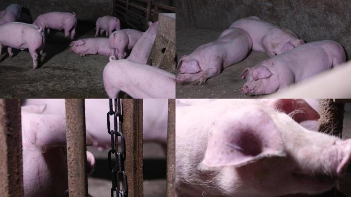 猪动物养殖灰片基地