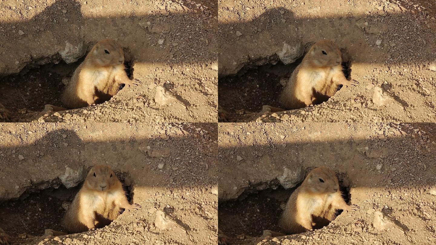 申请vjshi网帮我买单