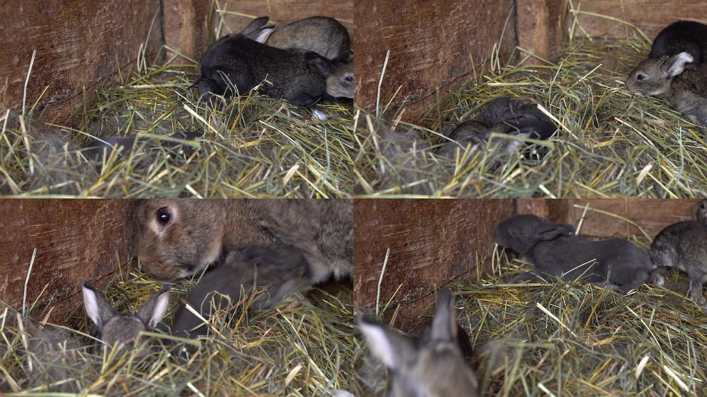 窝里的新生兔子。